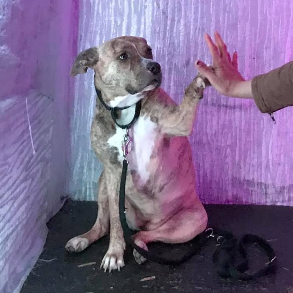 Meet your Posher, Azm